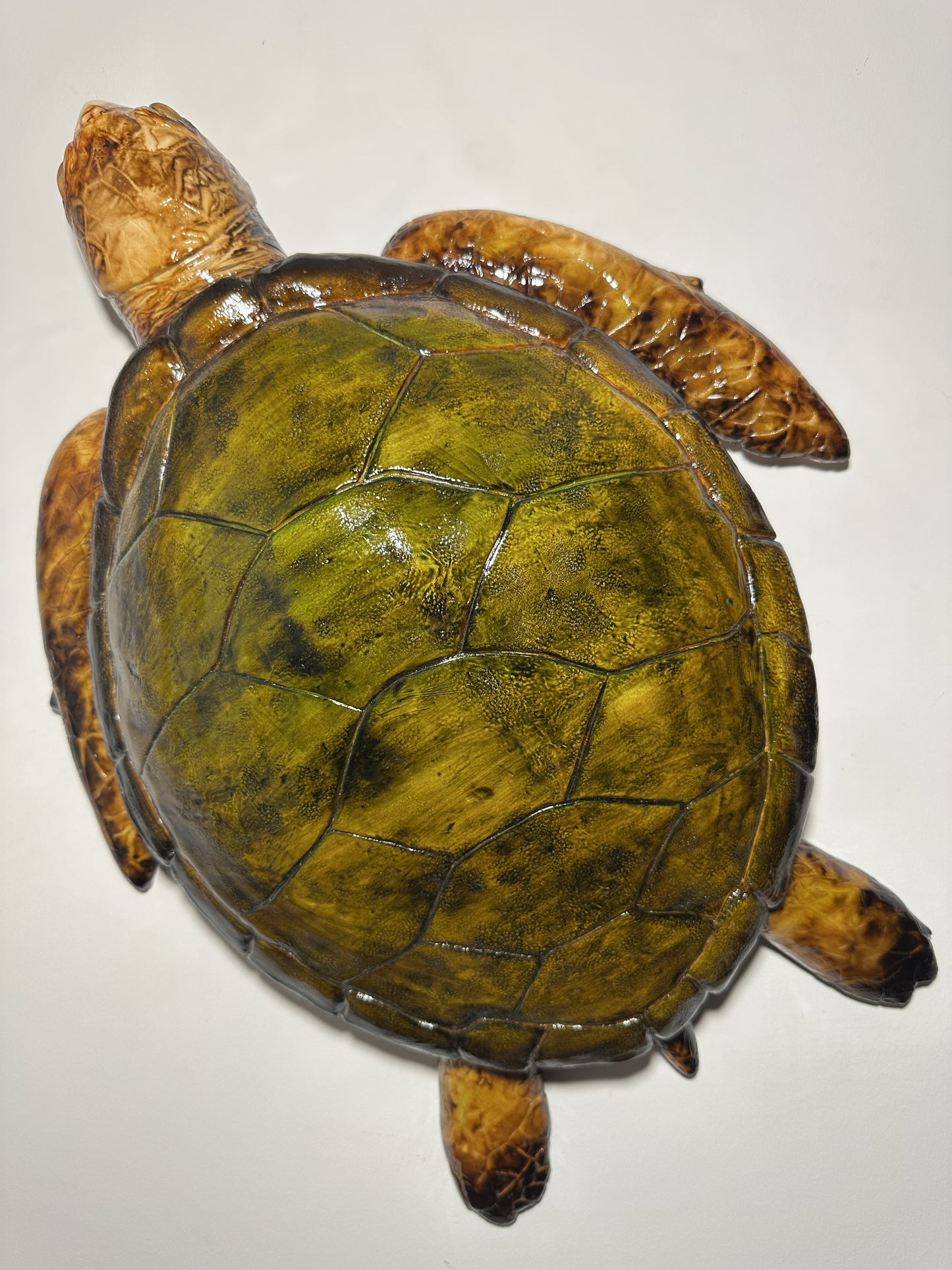 CARETTA CARETTA