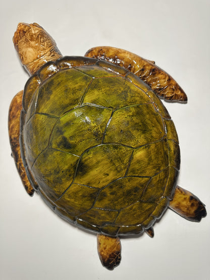 CARETTA CARETTA