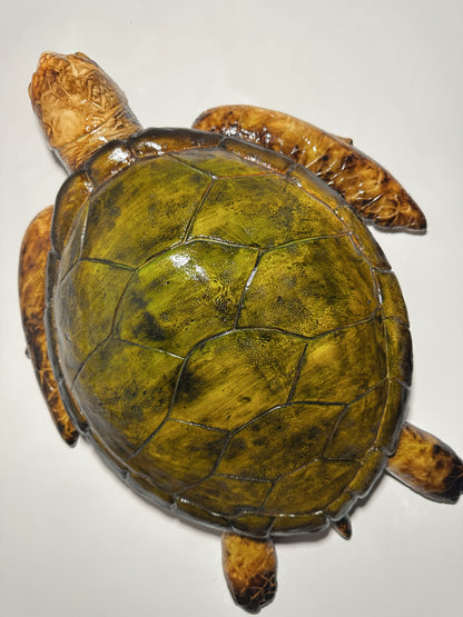 CARETTA CARETTA