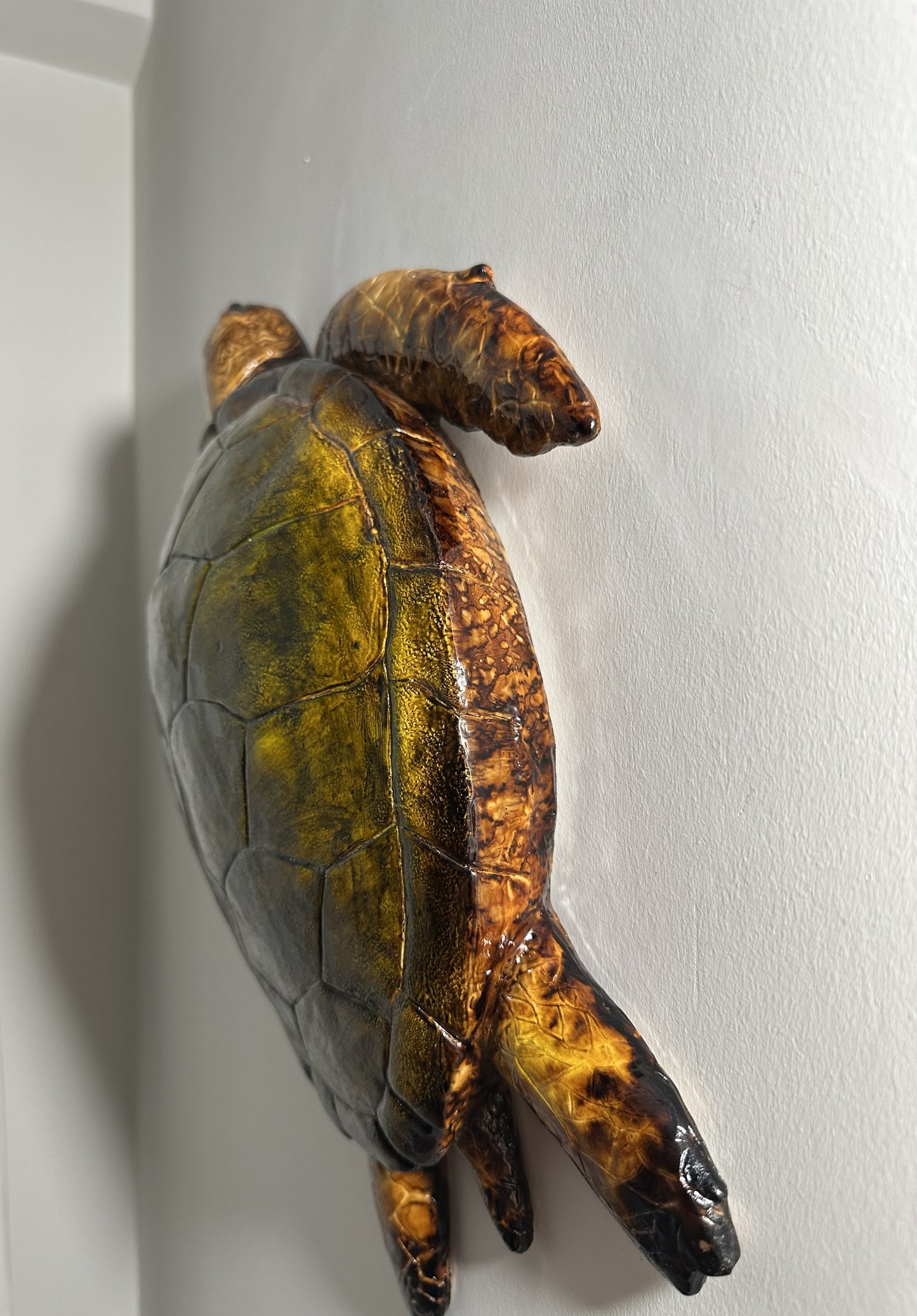 CARETTA CARETTA