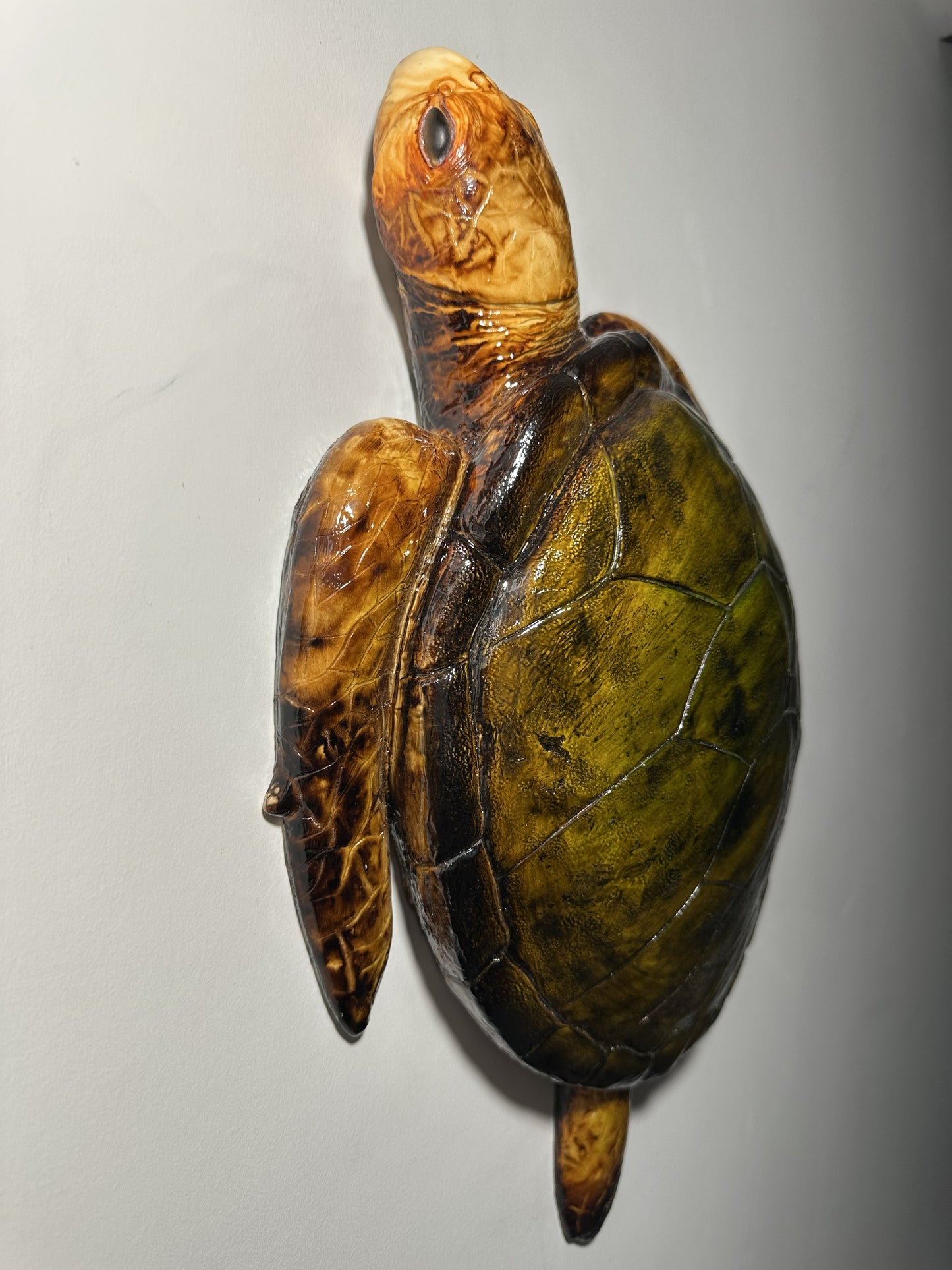 CARETTA CARETTA