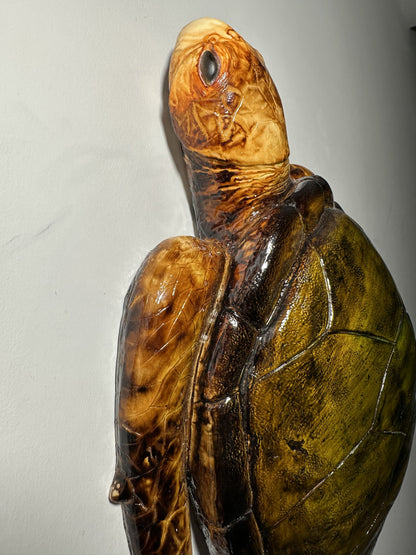 CARETTA CARETTA