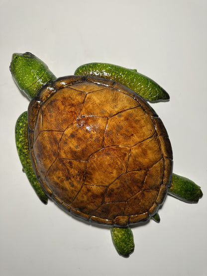 CARETTA CARETTA