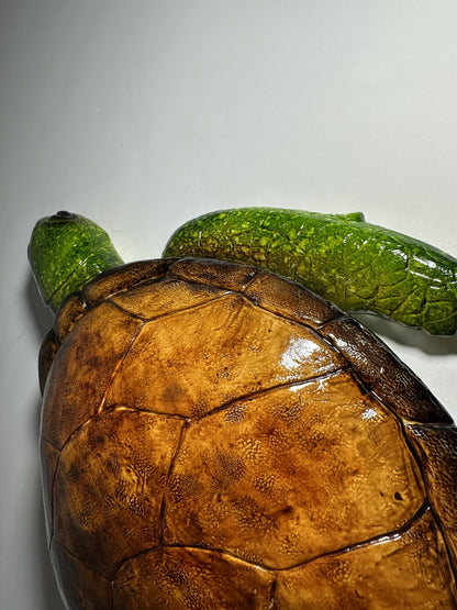 CARETTA CARETTA
