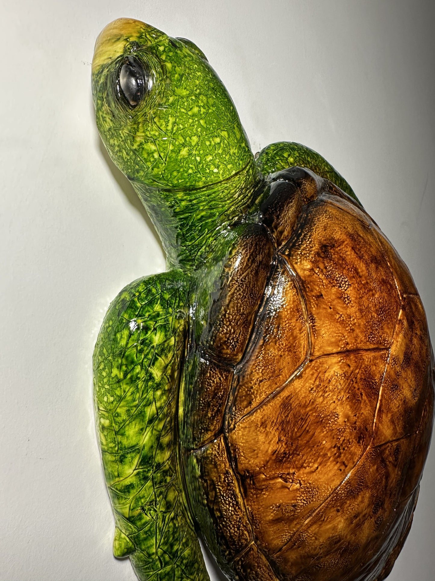 CARETTA CARETTA